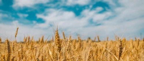 吴川网红麦子吃瓜